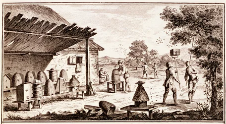 Imkerei, aus dem Wörterbuch der Wissenschaften (Detail)